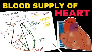 Blood Supply of Heart  Coronary Circulation  Easy Concepts  Thorax Anatomy [upl. by Paquito]