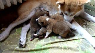 Akita inu puppies [upl. by Aniri494]