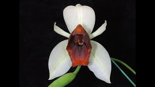 Coelogyne usitana [upl. by Eidassac]