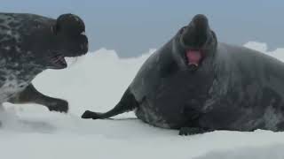 Cystophora cristata  Чубач плямистий  hooded seal [upl. by Jannel]