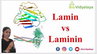 Lamin vs Laminin  Whats the difference  CELL BIOLOGY  CSIR NET Lifescience [upl. by Aeneus]