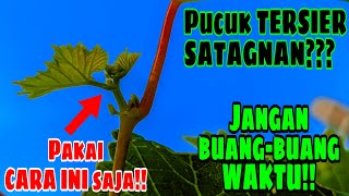 CARA MENYIASATI PUCUK TERSIER ANGGUR YANG STAGNAN‼️🔥🍇 [upl. by Acinok84]