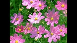 622  COSMOS  All Season Annual  Care amp grow कोस्मॉस को कब और कैसे लगाएं  पूरी जानकारी Hindi [upl. by Lramaj]