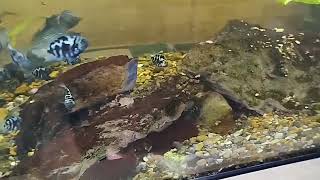 Fish that is Not Found in the Wild Polar Blue Parrot Cichlids [upl. by Vipul]