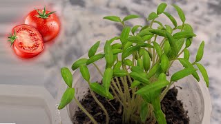 Tomato seed Germination  How to grow tomato at home [upl. by Brodsky]