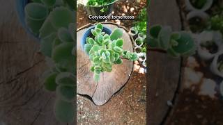 Cotyledon tomentosa كيف how to [upl. by Erdreid]