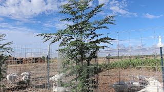 How to Get INCREDIBLE Growth on New Moringa Trees [upl. by Hagile]