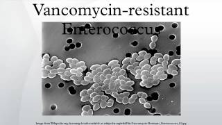 Vancomycinresistant Enterococcus [upl. by Leacim]