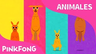 Canguro Boin Boin  Canguro  Animales  PINKFONG Canciones Infantiles [upl. by Worlock]