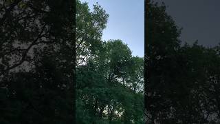 Reconnaissance chants d’oiseaux  Le pinson Asmr nature [upl. by Michaella]