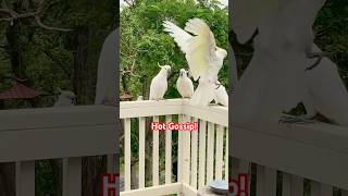 Cockatoos talking to each other Hilarity Ensues parrot birds cute 🤣 [upl. by Sucramad]