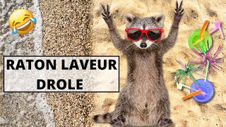 Compilation de vidéos de ratons laveurs les plus drôles 🦝  Vidéos danimaux amusants [upl. by Drofdarb290]