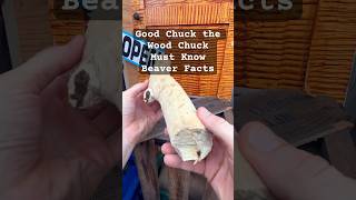 Good Chuck the Wood Chuck Beaver Facts beavers nature discovery facts river wood [upl. by Morganstein]