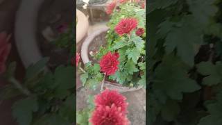 🧑🏻‍🌾🌺gardening WinterGardenMagic FloralWonderland WinterBloom hibavlogamp kitchen gardening [upl. by Adnola]