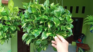 Cara Baru Merangkai Sirih Gading Menjadi Rimbun  New Way to Arrange Money Plants Round and Lush [upl. by Seidnac]