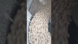 How to make coated peanut  coating flour with slurry factory peanutcoatingmachine [upl. by Marcoux]