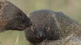 Egyptian mongoose family Herpestes ichneumon Israel  נמיה מצויה  نمس مصري [upl. by Brittney]