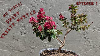 Crepe Myrtle Bonsai Tree 7121 [upl. by Mufi671]