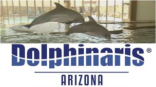 Dolphinaris Arizona closing How will survivng dolphins be moved [upl. by Ahcmis58]