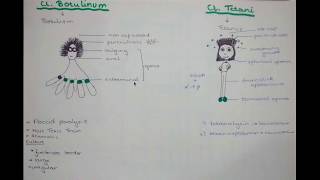 Clostridium tetani and botulinum as a slender guy and octopus [upl. by Aisinut]