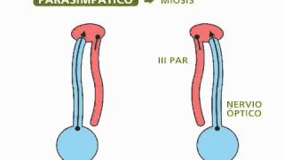 Reflejos pupilares  Oftalmología [upl. by Sibella]