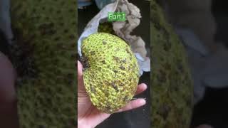 Nirpanas breadfruit Rawa Fry  Breadfruit Recipes Shorts [upl. by Yhtorod382]