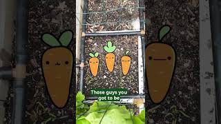 Why Square Foot Gardening Is So Simple [upl. by Ennayd423]