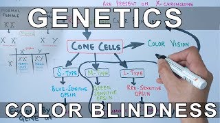 Genetics of Color Blindness [upl. by Stillas527]