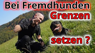 Macht es Sinn in der Fremdhundebegegnung Grenzen zu setzen [upl. by Ayet930]