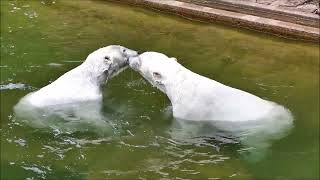 DAS EisbärenTrio  ELVA amp FINJA amp NANA  Tiergarten Nürnberg  14062024 [upl. by Hola]