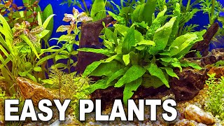 My Top 10 Easy Beginner Aquarium Plants [upl. by Culhert]