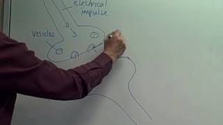 Synapses and Neurotransmitters [upl. by Yrrag296]