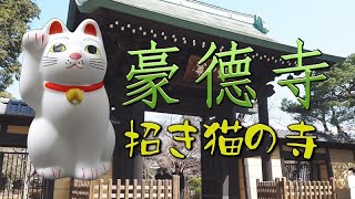 豪徳寺 「招き猫」Meet beckoning cats at Gotokuji Temple [upl. by Ikciv575]