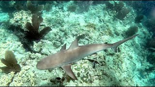 Snorkeling Looe Key [upl. by Belia503]