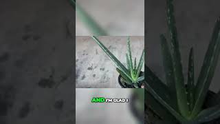 Inside Gardening Potting Aloe Vera for Maximum Growth [upl. by Dream]