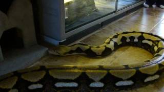 Huge Tiger Reticulated Python [upl. by Funda]