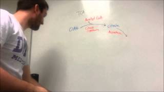 The TCA Cycle Made Easy [upl. by Cammie]