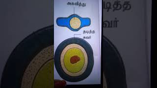 Endospore Tamil [upl. by Dranel]