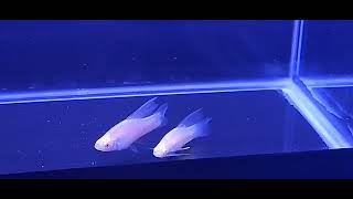 White hifin swordtails  young adults [upl. by Ahsenad]