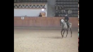 lusitano quiosque [upl. by Brigida]