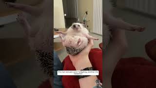 hedgehog animals pets cute baby shortvideo animalshorts funny cyclecomedy diycrafts [upl. by Dona378]