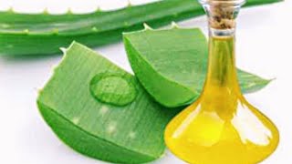 How to Extract Oil from Aloe Vera Plant at Home  Uses amp Benefits [upl. by Ahsilrak]