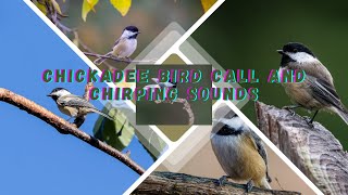 Chickadee Bird Call and Chirping Sounds [upl. by Odelia]