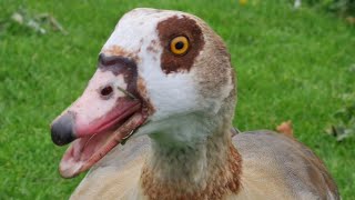 Egyptian goose male calling  Nilgans Männchen ruf Heidelberg [upl. by Casimire714]