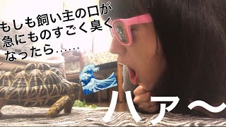 【検証】飼い主の口が急に臭くなった時のカメの反応ｗｗ [upl. by Gerick439]