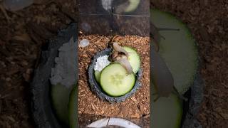 timelapse of snails eating cucumber 🥒 [upl. by Esimorp]