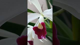 Cattleya purpurata florescattleyaorchidorquideasnaturezajardimbotanico [upl. by Averat931]