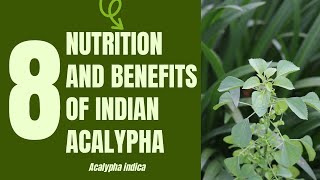 8 Medical Uses and Health Benefits of Indian Acalypha Acalypha indica Linn [upl. by Navoj]