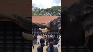 🔥🔥🔥 keraleeyan aanakeralam elephant aanapremam animals [upl. by Odlabu]