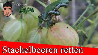 Stachelbeeren vorm Kahlfraß retten  der Schädling die Stachelbeerblattwespe [upl. by Nawram]